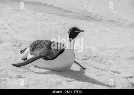 Antarctica, Weddell Sea, Snow Hill Island, Snow Hill colony. Emperor penguin (Aptenodytes fosteri) toboggining. Black and white. Stock Photo