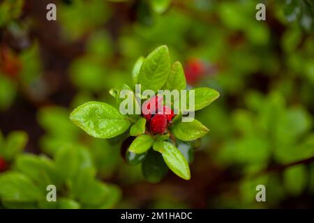 A closeup of Red Azalea buds getting ready to bloom Stock Photo