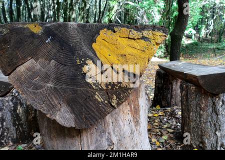 yellow lichen on a picnic table made from half trunk of big tree in Sicily, Etna Park, Italy Stock Photo