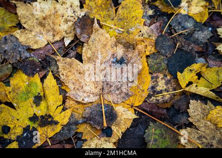 Frosty Winter Leaf Patchwork on a rural path Stock Photo