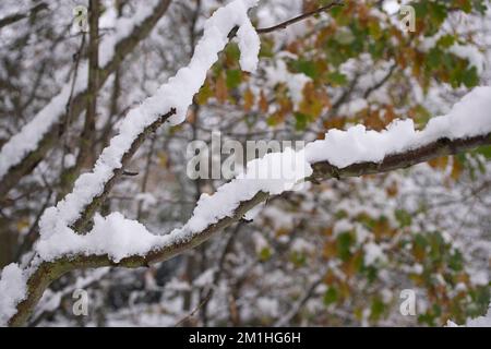 Tree branch with snow in woodland Stock Photo