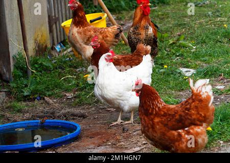 Hens {Gallus gallus}roaming free in a barn yard Stock Photo