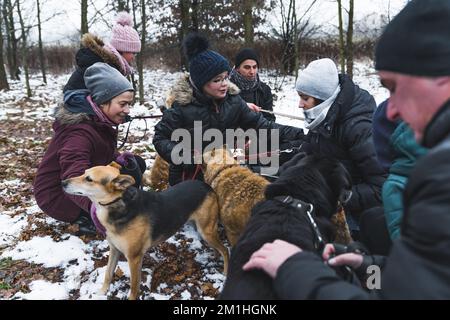 Happiness in voluntary work. Outdoor shot of a group of volunteers during a winter walk with shelter dogs. Forest in the background. High quality photo Stock Photo