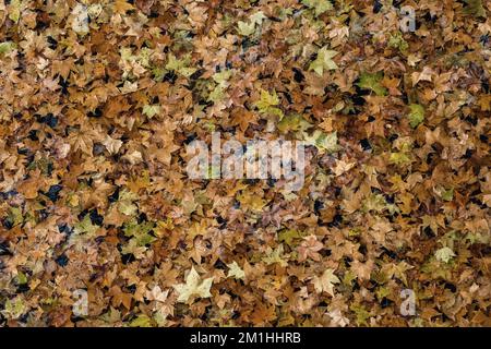 Carpet of leaves floating on the surface of the river water. Tones of autumn colours, variety of colours for seasonal backgrounds. Stock Photo