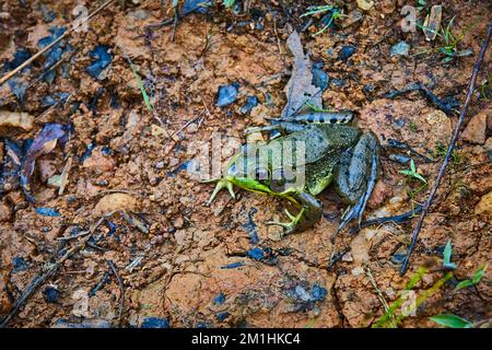 Detail of large green frog on wet dirt Stock Photo