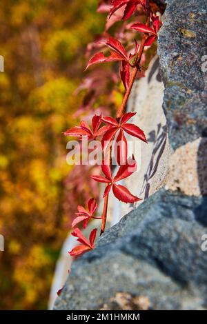 Red vine plant detail growing on stone wall from side with soft colorful plants behind Stock Photo
