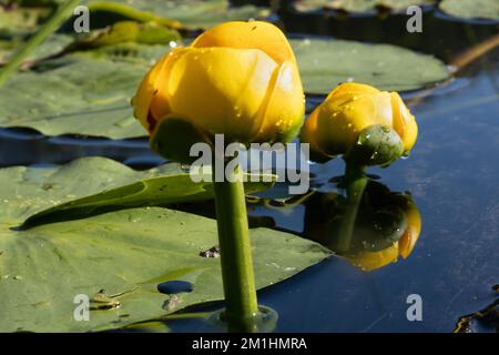 Lily Pad Flowers rising out of water Stock Photo