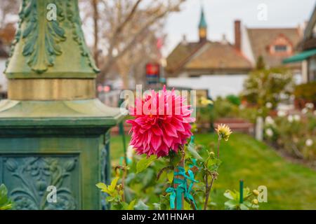 Blurred city backgroundl, and bright flowers in the foreground Stock Photo