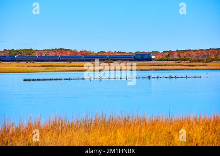 Amtrak train going through marshes in Maine with birds on floating sticks Stock Photo
