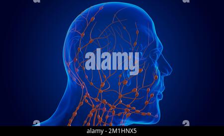 Human damage lymph nodes anatomy for medical concept 3D illustration ...