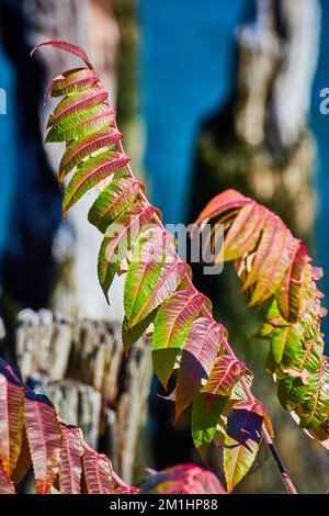 Detail of red and green fall plant with pilings for dock soft in background Stock Photo