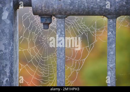 Detail of spider web with dew drops on steel railing Stock Photo