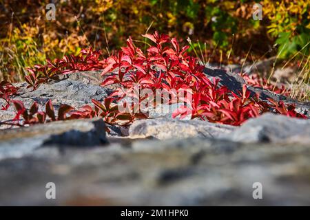 Looking down stone wall with red-leafed vines in fall growing up Stock Photo