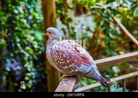 Colorful Speckled Pigeon resting on wood railing in forest Stock Photo