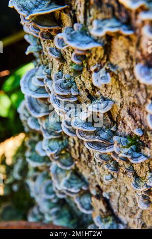 Mushroom fungi cover small log in forest Stock Photo