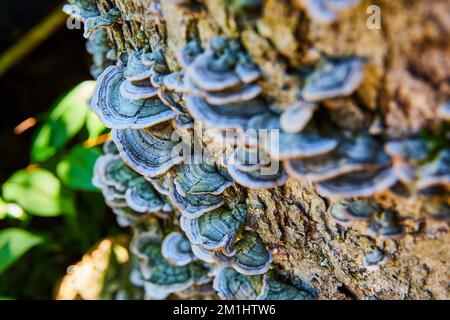 Log detail of layers of fungi mushrooms growing on bark Stock Photo