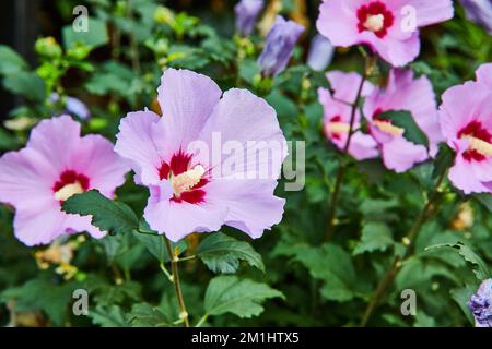 Detail of vibrant large pink and red flowers in botanical gardens Stock Photo