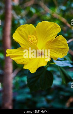 Detail of beautiful yellow flower in full bloom in forest Stock Photo