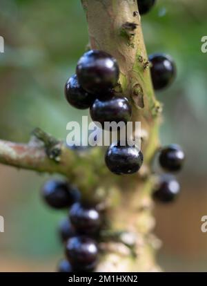 Jabuticaba, Plinia cauliflora, Myrciaria cauliforra, Brazil, evergreen, black fruit Stock Photo