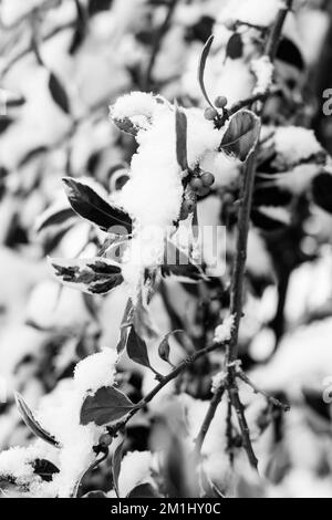 Black and white images of snow covered plants, trees and landscape Stock Photo