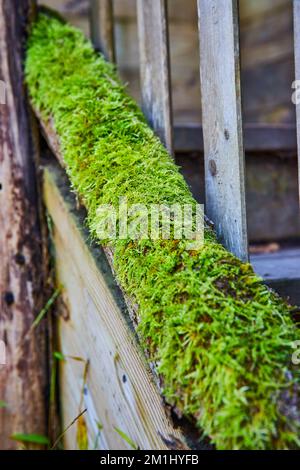 Detail of wood steps from side covered completely in moss Stock Photo