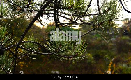 Drops on twigs and pine needles Stock Photo