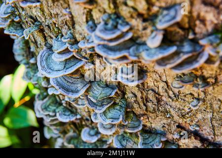 Bark of log covered in small green mushroom fungi Stock Photo