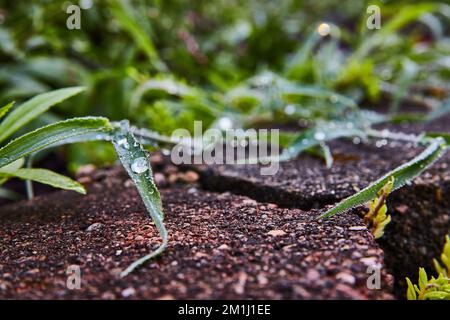 Dew drops collect on grass by garden pavers Stock Photo