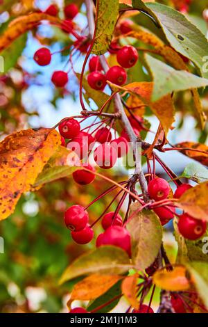 Detail of red berries growing on fall tree branch Stock Photo