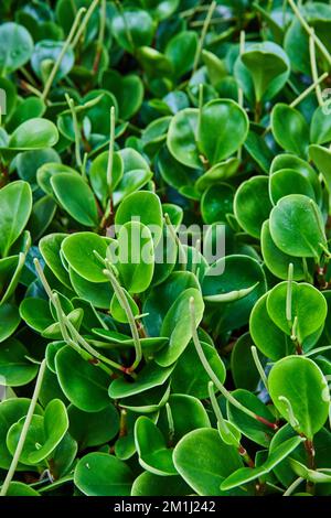 Round glossy leaves on plant in detail of Rainforest garden Stock Photo