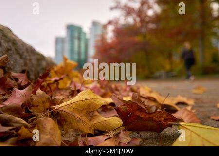 Autumn Leaves on the Sidewalk. A gutter full of colorful fallen leaves in autumn. Stock Photo