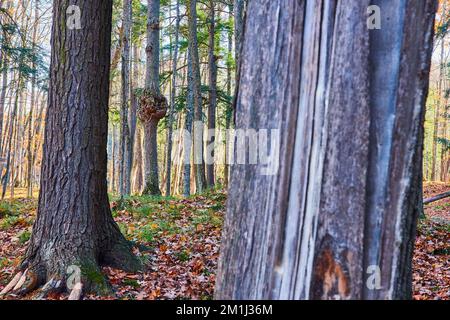 Large tree burr in forest viewed through trees in late fall Stock Photo