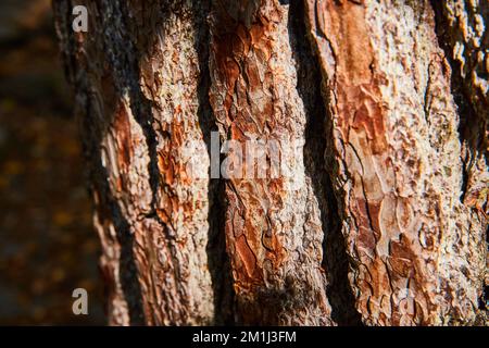 Thick brown tree bark texture from angle in harsh light Stock Photo