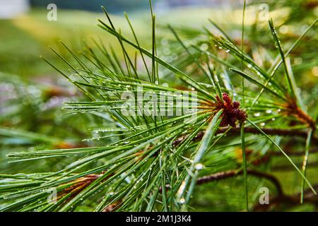 Morning dew on pine tree needles Stock Photo