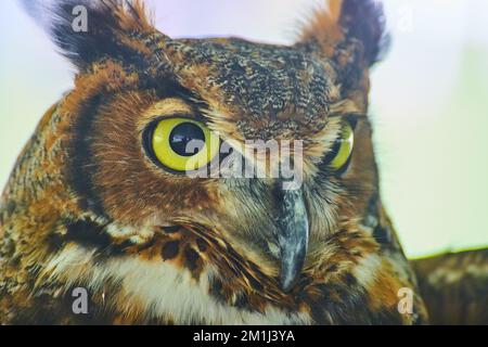 Great Horned Owl detail of head Stock Photo