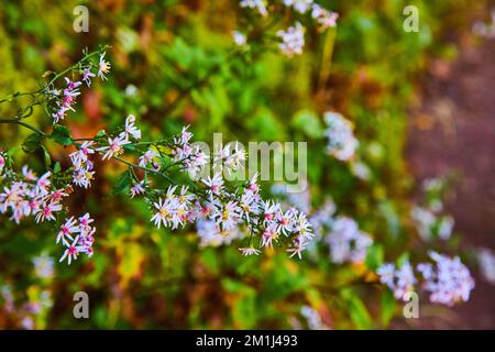 Detail of tiny field flowers on wall with white and pink blossoms Stock Photo