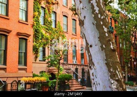 View by tree looking down Greenwich Village street in New York City with vines on brick apartment building Stock Photo