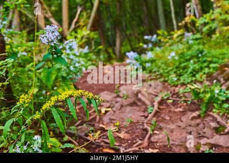 Narrow hiking path with field flowers low to ground in detail on yellow flower Stock Photo