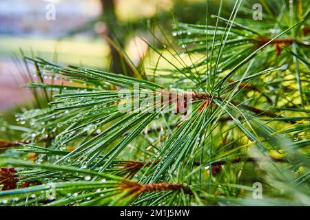 Beautiful drops of morning dew collect on pine tree needles Stock Photo