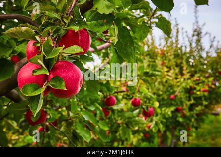 Long row of apple orchard trees with focus on group of fresh red apples on branch Stock Photo