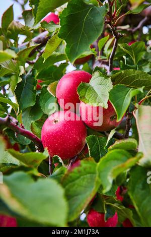 Trio of apples in focus on tree in Apple Orchard farm Stock Photo