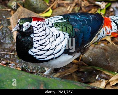 Distinguished decorous male Lady Amherst's Pheasant in a graceful stylish pose. Stock Photo