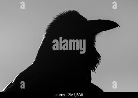 Common Raven, Bosque del Apache National Wildlife Refuge, New Mexico, USA. Stock Photo