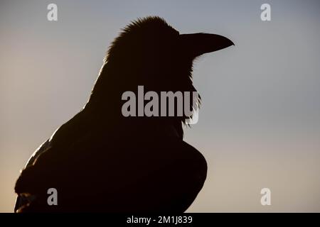 Common Raven, Bosque del Apache National Wildlife Refuge, New Mexico, USA. Stock Photo