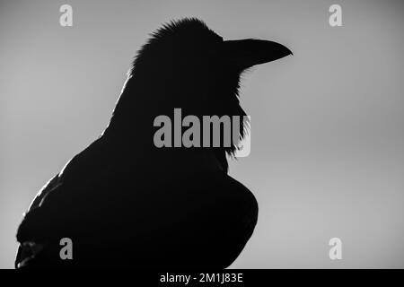 Common Raven, Bosque del Apache National Wildlife Refuge, New Mexico, USA. Stock Photo
