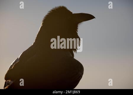 Common Raven, Bosque del Apache National Wildlife Refuge, New Mexico, USA. Stock Photo