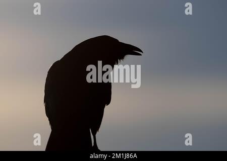 Common Raven, Bosque del Apache National Wildlife Refuge, New Mexico, USA. Stock Photo