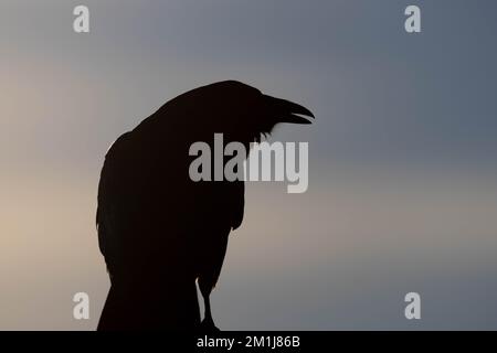 Common Raven, Bosque del Apache National Wildlife Refuge, New Mexico, USA. Stock Photo