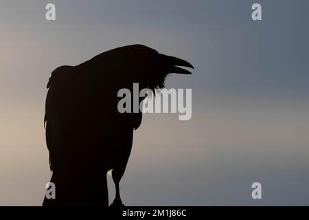 Common Raven, Bosque del Apache National Wildlife Refuge, New Mexico, USA. Stock Photo
