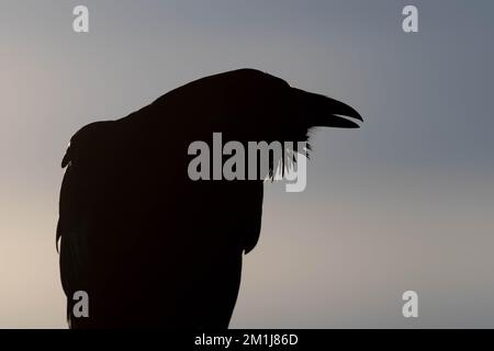 Common Raven, Bosque del Apache National Wildlife Refuge, New Mexico, USA. Stock Photo